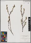 Foto von Salix aurita L.
